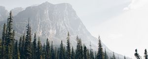 Preview wallpaper mountains, forest, spruce, trees, river, stream