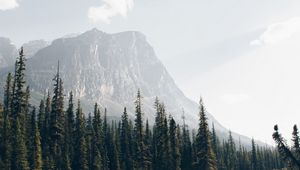 Preview wallpaper mountains, forest, spruce, trees, river, stream