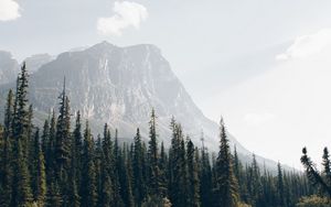 Preview wallpaper mountains, forest, spruce, trees, river, stream