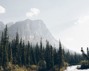 Preview wallpaper mountains, forest, spruce, trees, river, stream