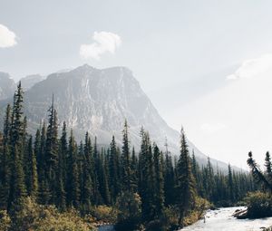 Preview wallpaper mountains, forest, spruce, trees, river, stream