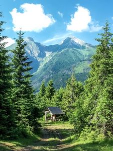 Preview wallpaper mountains, forest, trees, grass, summer