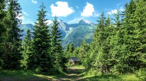 Preview wallpaper mountains, forest, trees, grass, summer