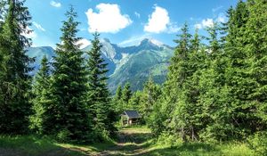 Preview wallpaper mountains, forest, trees, grass, summer