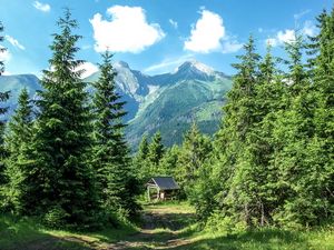 Preview wallpaper mountains, forest, trees, grass, summer