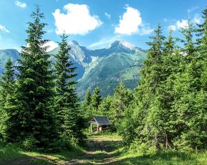 Preview wallpaper mountains, forest, trees, grass, summer