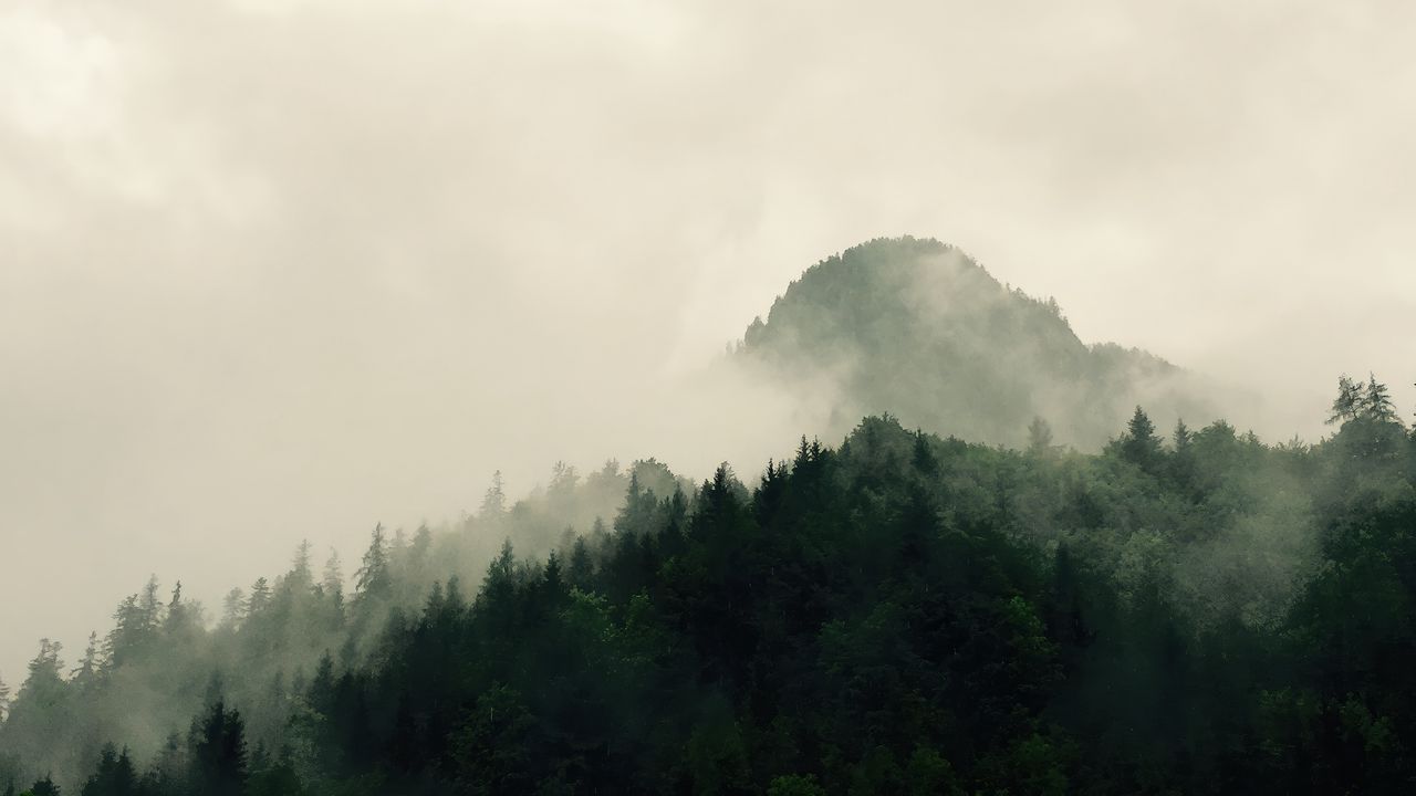 Wallpaper mountains, forest, trees, fog, nature, hills