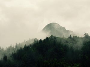 Preview wallpaper mountains, forest, trees, fog, nature, hills