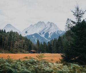 Preview wallpaper mountains, forest, trees, bushes, snowy