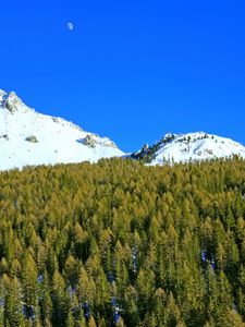 Preview wallpaper mountains, forest, trees, snow, snowy, moon