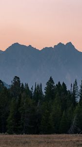 Preview wallpaper mountains, forest, trees, spruce, sky