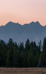 Preview wallpaper mountains, forest, trees, spruce, sky