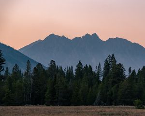 Preview wallpaper mountains, forest, trees, spruce, sky