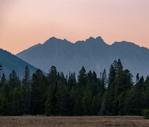 Preview wallpaper mountains, forest, trees, spruce, sky