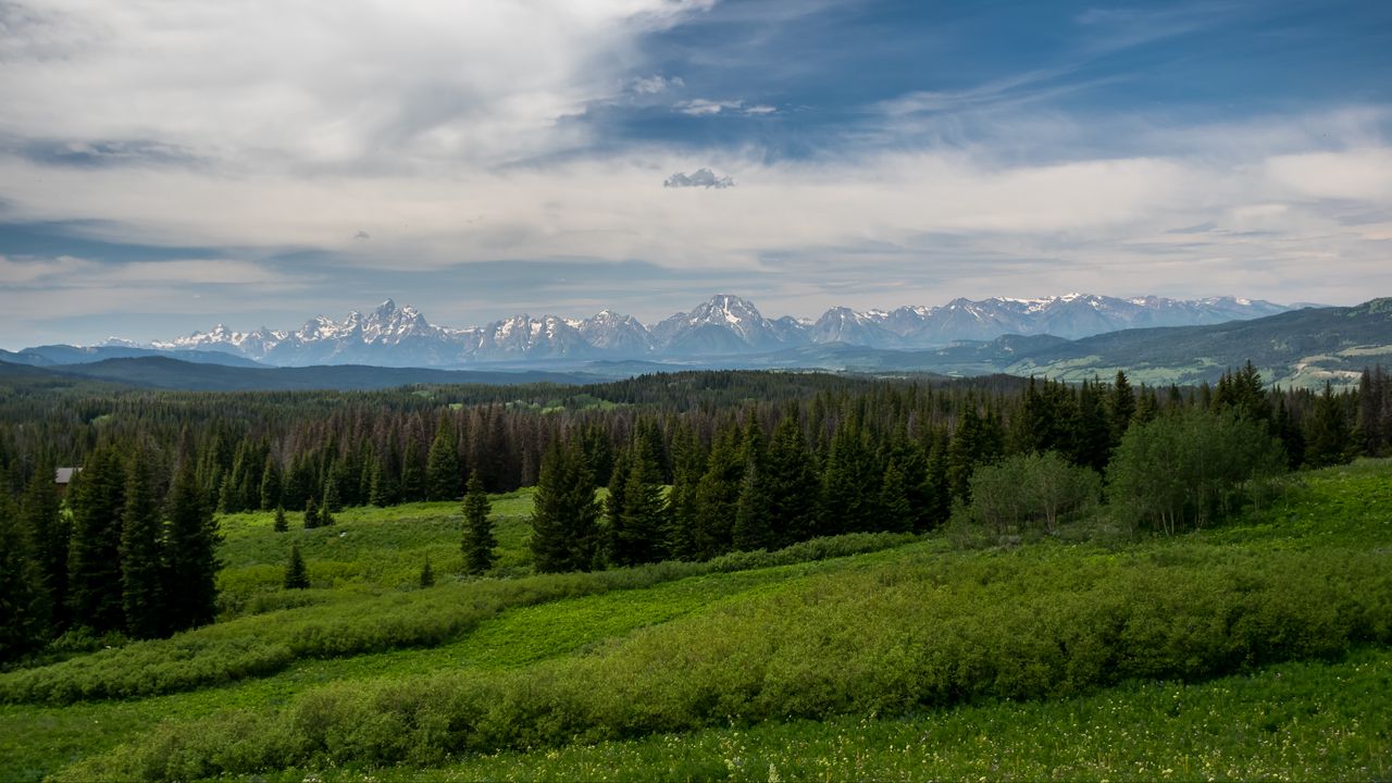 Wallpaper mountains, forest, trees, bushes, grass, landscape