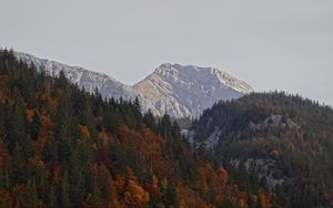 Preview wallpaper mountains, forest, trees, nature, landscape, autumn