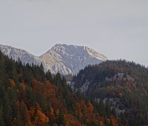 Preview wallpaper mountains, forest, trees, nature, landscape, autumn