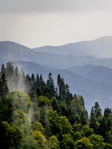 Preview wallpaper mountains, forest, trees, fog, nature, landscape