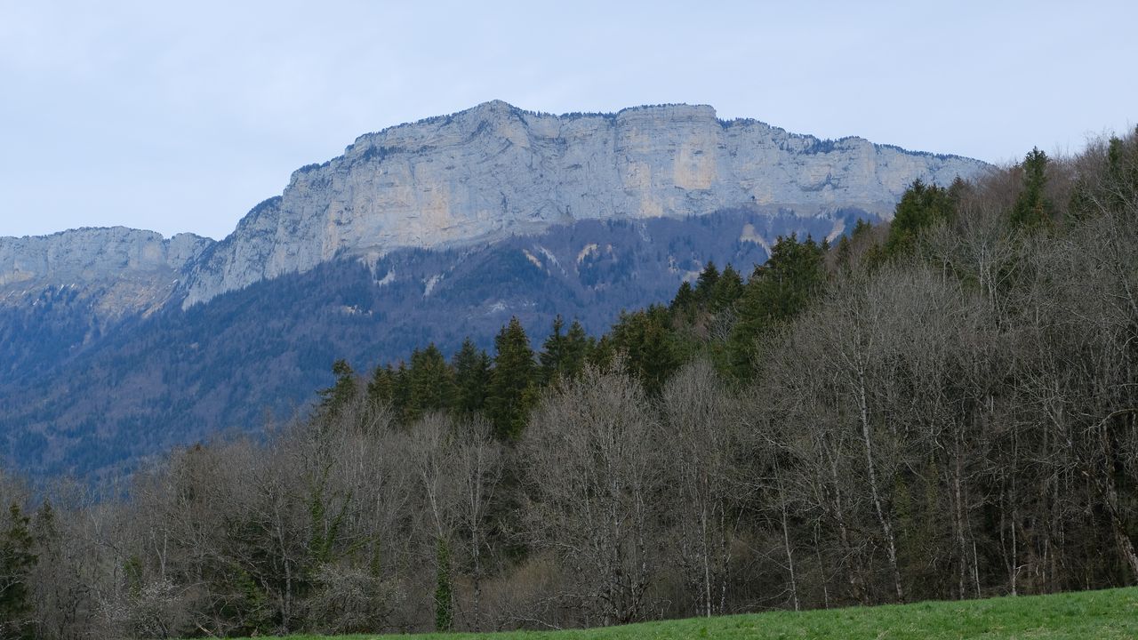 Wallpaper mountains, forest, trees, field, nature, landscape