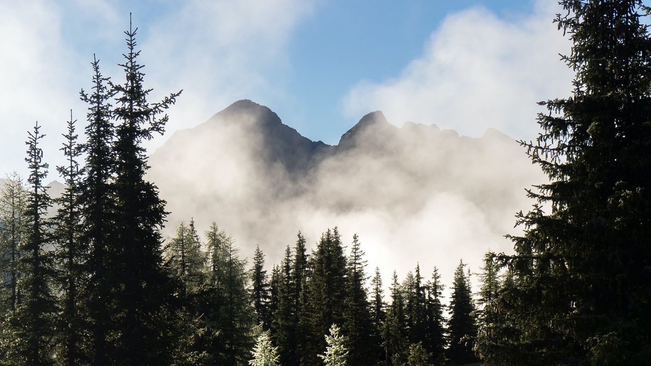 Wallpaper mountains, forest, trees, fog, nature