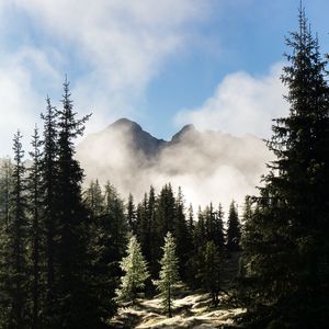 Preview wallpaper mountains, forest, trees, fog, nature