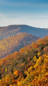 Preview wallpaper mountains, forest, trees, autumn, landscape, yellow