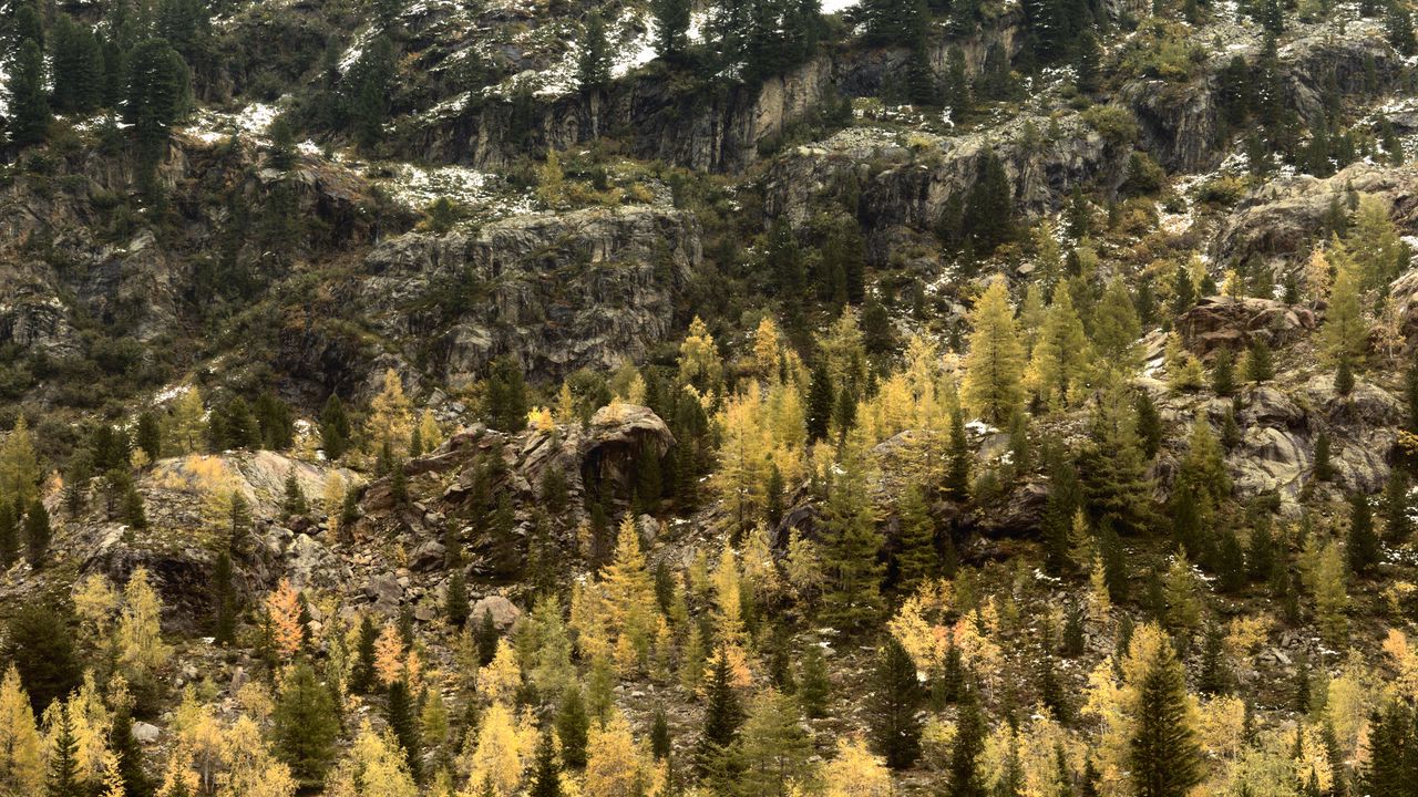 Wallpaper mountains, forest, trees, snow, nature