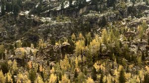 Preview wallpaper mountains, forest, trees, snow, nature