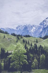 Preview wallpaper mountains, grass, forest, meadow, pasture