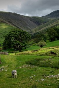 Preview wallpaper mountains, greens, pony, pasture, fence, open space