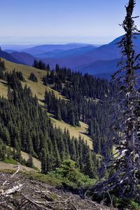 Preview wallpaper mountains, height, tree, dead, wood, branches, dry, landscape