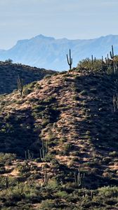 Preview wallpaper mountains, hill, cacti, grass