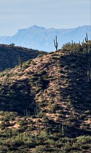 Preview wallpaper mountains, hill, cacti, grass