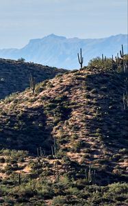 Preview wallpaper mountains, hill, cacti, grass