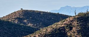 Preview wallpaper mountains, hill, cacti, grass