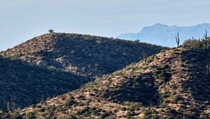 Preview wallpaper mountains, hill, cacti, grass