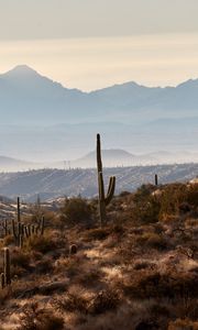 Preview wallpaper mountains, hills, cacti, bushes, fog