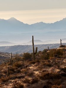 Preview wallpaper mountains, hills, cacti, bushes, fog