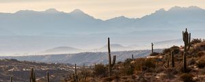 Preview wallpaper mountains, hills, cacti, bushes, fog