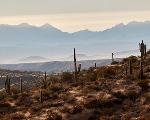 Preview wallpaper mountains, hills, cacti, bushes, fog