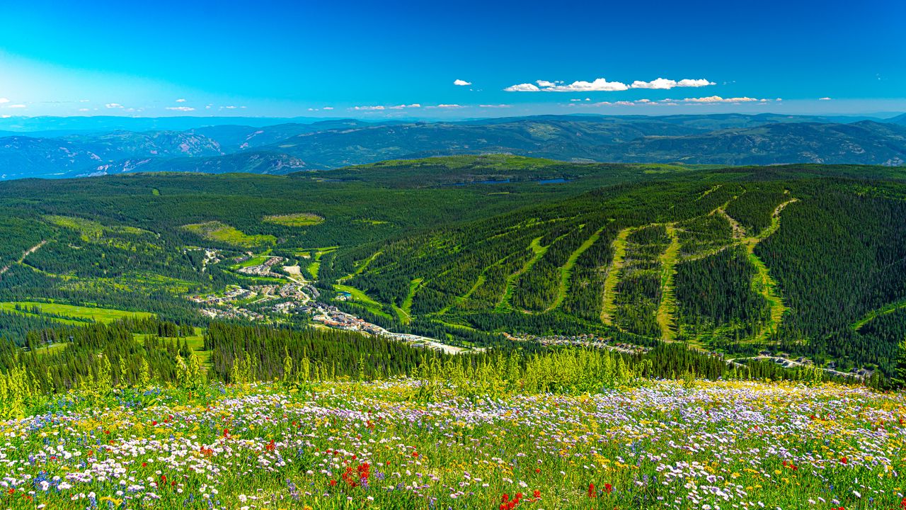 Wallpaper mountains, hills, flowers, grass, forest, greenery