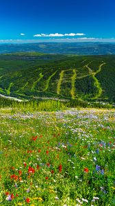 Preview wallpaper mountains, hills, flowers, grass, forest, greenery