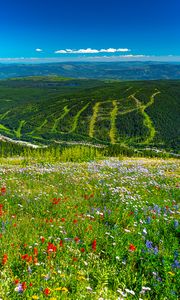 Preview wallpaper mountains, hills, flowers, grass, forest, greenery