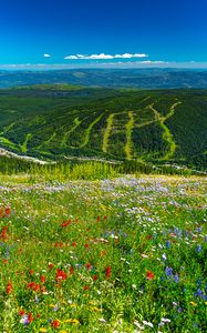 Preview wallpaper mountains, hills, flowers, grass, forest, greenery