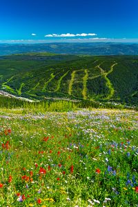 Preview wallpaper mountains, hills, flowers, grass, forest, greenery