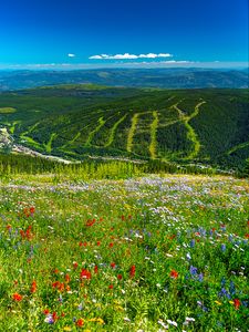 Preview wallpaper mountains, hills, flowers, grass, forest, greenery