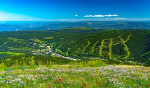 Preview wallpaper mountains, hills, flowers, grass, forest, greenery