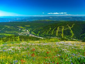 Preview wallpaper mountains, hills, flowers, grass, forest, greenery