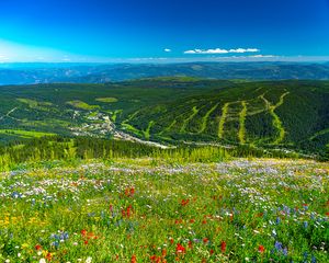 Preview wallpaper mountains, hills, flowers, grass, forest, greenery