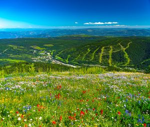 Preview wallpaper mountains, hills, flowers, grass, forest, greenery